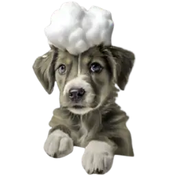 Ein Hund mit schaumartigem Gebilde auf dem Kopf blickt aufmerksam nach vorne